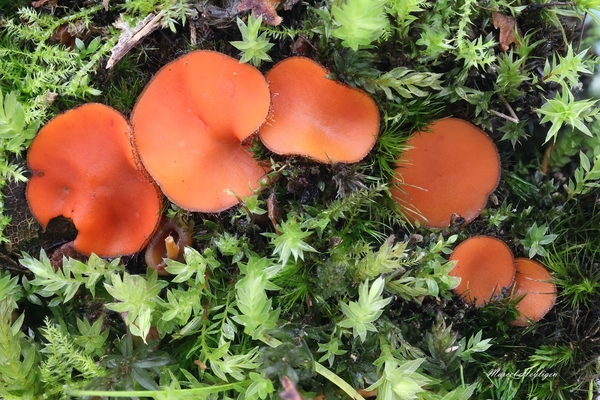 Scutellinia crinita-Langharige wimperzwam!_20240926MH1733-8