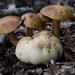 Pseudoboletus parasiticus- Kostgangerboleet _20240912MH0852-8