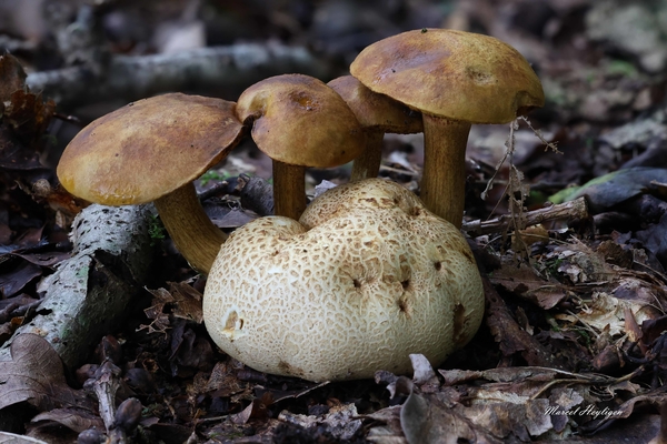 Pseudoboletus parasiticus- Kostgangerboleet _20240912MH0852-8