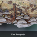 Resupinatus-20240905MH9203-8