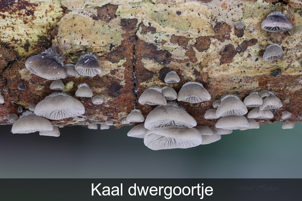 Resupinatus-20240905MH9203-8