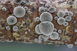 Resupinatus-applicatus_20240905MH9757-8