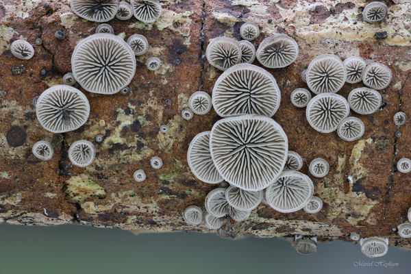 Resupinatus-applicatus_20240905MH9757-8