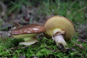 Suillus-luteus-Bruine-ringboleet_20240926MH1513-8