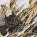 Epicoccum andropogoni_20241017MH0032-11