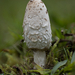 Coprinus-comatus-Geschubde-inktzwam-20241113MH1606-8
