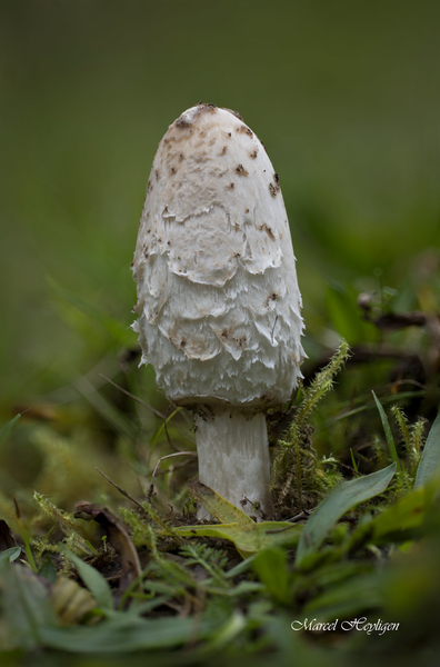 Coprinus-comatus-Geschubde-inktzwam-20241113MH1606-8