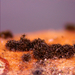 Helminthosporium-oligosporum_20240328MH2243-8