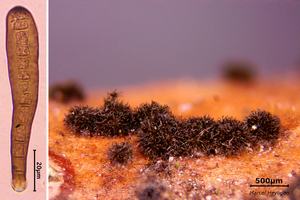 Helminthosporium-oligosporum_20240328MH2243-8