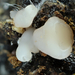Cudoniella-rubicunda-Dennenknoppje_20241107MH2607-8