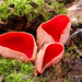 Sarcoscypha-austriaca-Krulhaarkelkzwam_2024