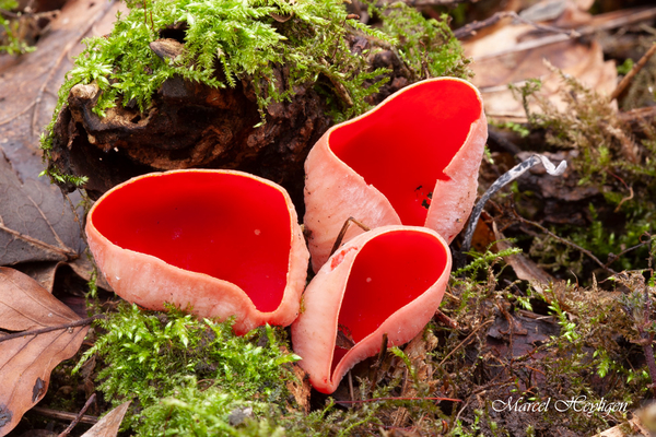 Sarcoscypha-austriaca-Krulhaarkelkzwam_2024