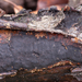 Biscogniauxia-nummularia-Ruwe-korstkogelzwam_20240215MH2126-7