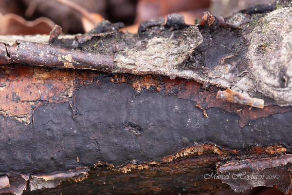 Biscogniauxia-nummularia-Ruwe-korstkogelzwam_20240215MH2126-7
