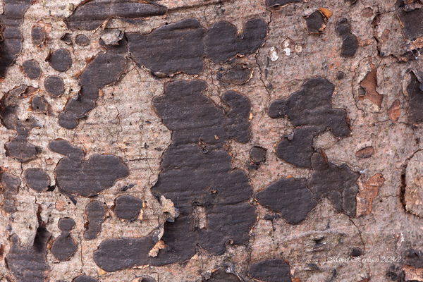 Biscogniauxia-nummularia-Ruwe-korstkogelzwam_20240215MH2129-7