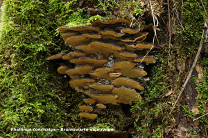 Phellinusconchatus-Bruinzwarte-vuurzwam_20120223_MHHAH_1128-06AP