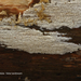 Hyphodontia-radula-Valse-tandzwam-20120301_MHHAH_1250-6AP