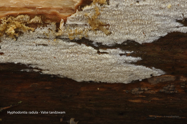Hyphodontia radula