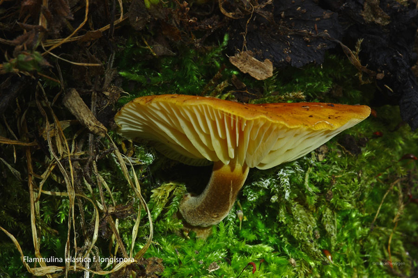 Flammulina-elastica-f-longispora_20120301_MHHAH_1263-6AG