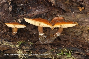 Tubaria-furfuracea-f-furfuracea-Gewoon-donsvoetje_RIMG2489