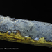 Terana-coerulea-Blauwe-korstzwam_20120307_MHHOE_1337-6AP