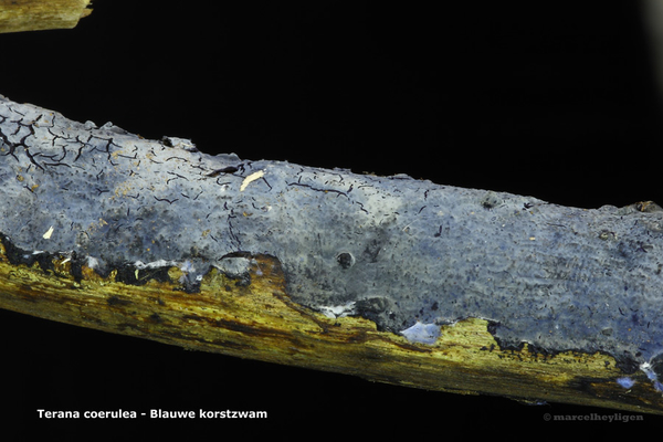 Terana coerulea