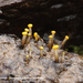 Vibrissea-truncorum-Oanjegeel-draadspoorschijfje_20120329_MH1754-