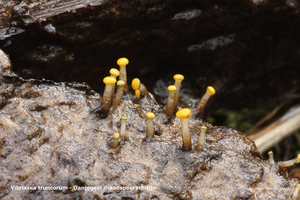 Vibrissea-truncorum-Oanjegeel-draadspoorschijfje_20120329_MH1754-