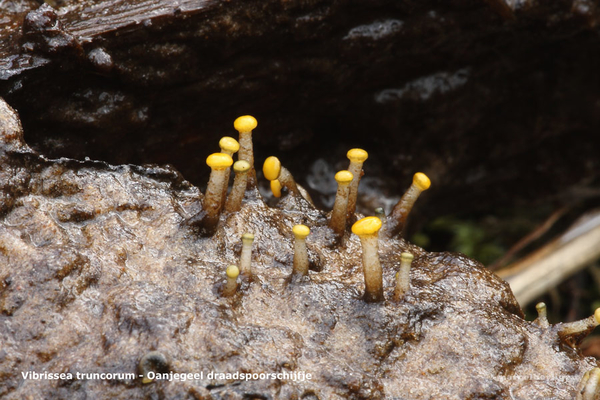 Vibrissea-truncorum-Oanjegeel-draadspoorschijfje_20120329_MH1754-
