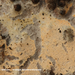 Erythricium-laetum-Vroege-zalmkorstzwam_20120403MH1807-6AP