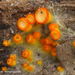Arachnopeziza-aurelia-Eikenspinragschijfje_20120405-MH1828-6AS