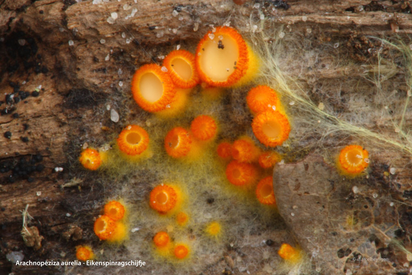 Arachnopeziza aurelia
