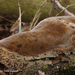 Phellinus-punctatus-Vlakke-vuurzwam_20120405_MH1819-6AP
