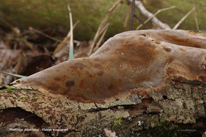 Phellinus-punctatus-Vlakke-vuurzwam_20120405_MH1819-6AP