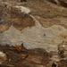 Radulomyces-rickii_20120405MH1834-6AP