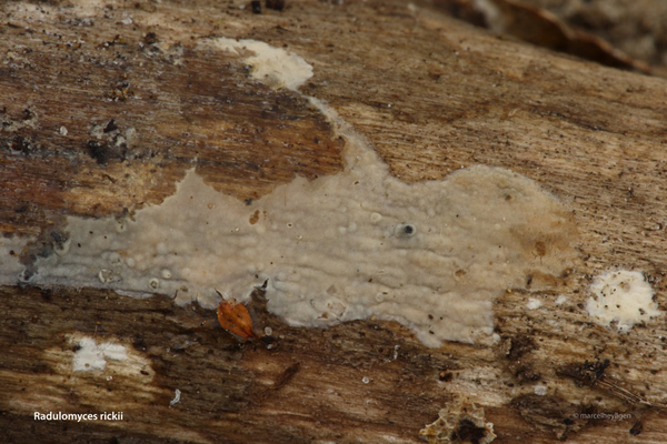 Radulomyces rickii