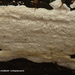 Diplomitoporus-lindbladii-Lichtgrijze-poria_20120412-MH1881-6AP -