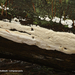 Diplomitoporus-lindbladii-Lichtgrijze-poria_20120412-MH1878-6AP