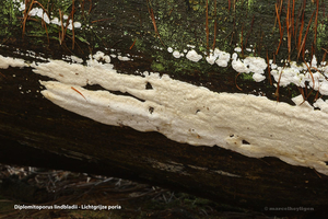 Diplomitoporus-lindbladii-Lichtgrijze-poria_20120412-MH1878-6AP