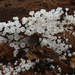 Lachnum-virgineum-Gewoon-franjekelkje_20120412MH1853-6AS