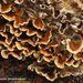 Stereum-sanguinolentum-Dennenbloedzwam_20120412MH1847-6AP