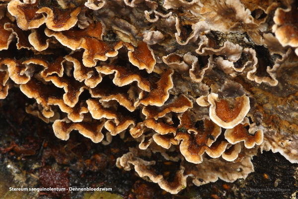 Stereum-sanguinolentum-Dennenbloedzwam_20120412MH1847-6AP