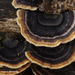 Trametes-versicolor-Gewoon-elfenbankje_20120412MH1875-6AP