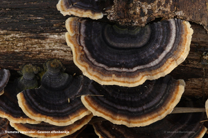 Trametes-versicolor-Gewoon-elfenbankje_20120412MH1875-6AP