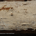 Sistotremastrum-niveocremeum-Grote-urnkorstzwam_20120419-MH1989-6