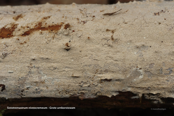 Sistotremastrum-niveocremeum-Grote-urnkorstzwam_20120419-MH1989-6