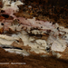 Hyphoderma-roseocremeum-Blozend-harskorstje_20120419-MH1994-6AP