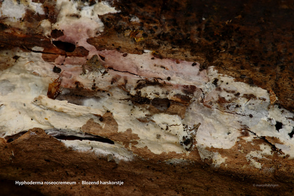 Hyphoderma roseocremeum