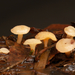 Cudoniella-clavus-Waterknoopje_20150508MH8519-3