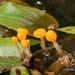 Mitrula-paludosa-Beekmijtertje_20150508MH8432-8